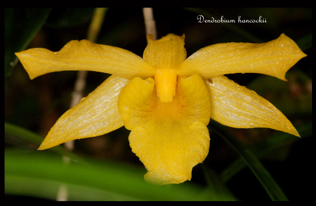 Dendrobium hancockii